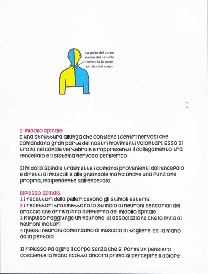 Il sistema nervoso
Sistema nervoso centrale
Encefalo
• Midollo spinale
●
sistema nervoso periferico
• Nervi
volontario
Autonomo
Il Sistema n
