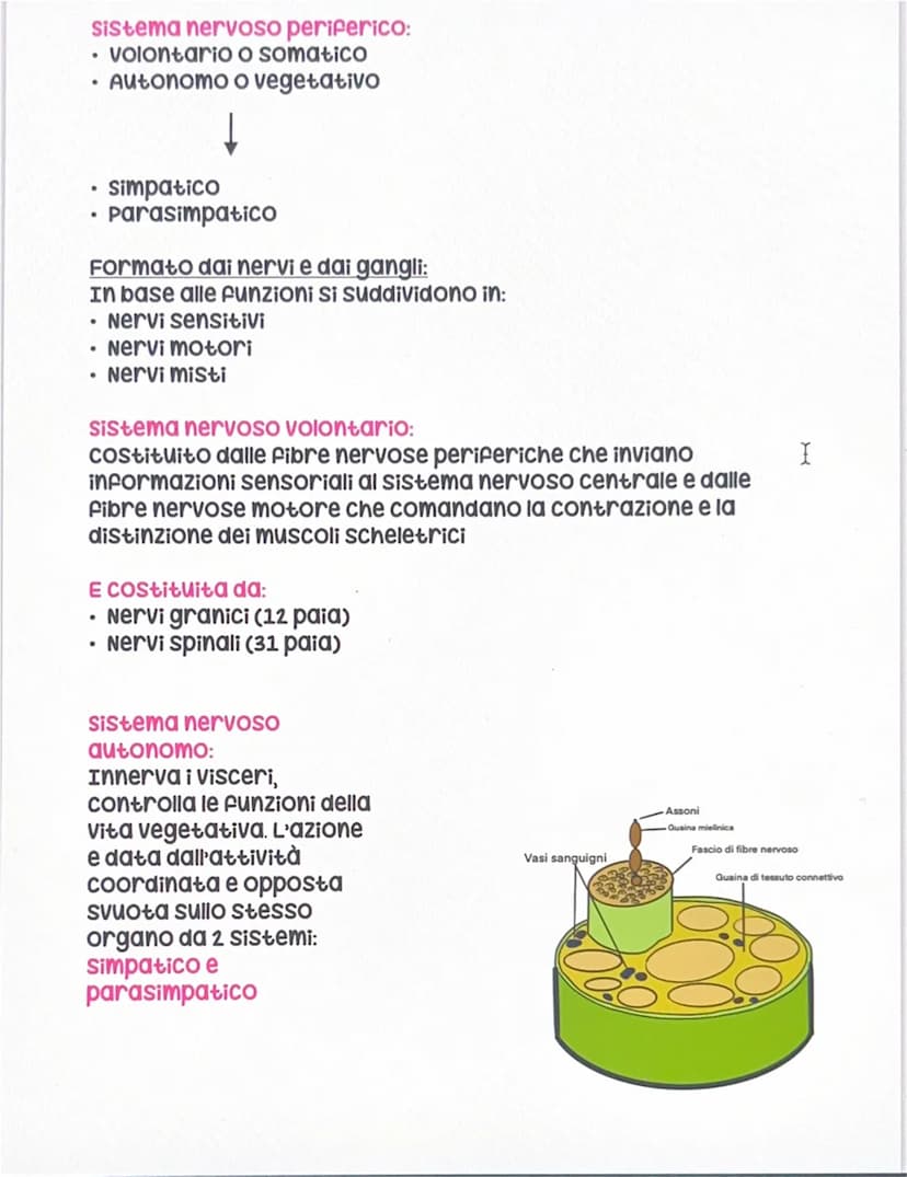 Il sistema nervoso
Sistema nervoso centrale
Encefalo
• Midollo spinale
●
sistema nervoso periferico
• Nervi
volontario
Autonomo
Il Sistema n