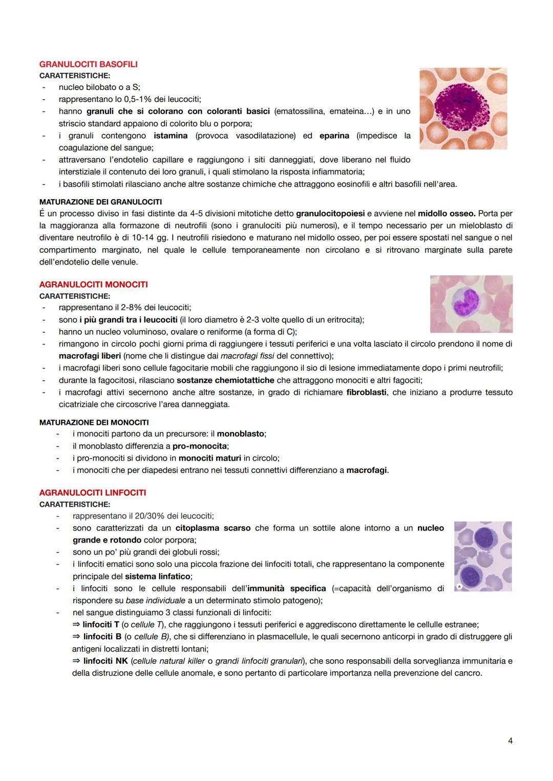 Il sangue
É un tessuto connettivo specializzato composto da:
elementi figurati: globuli rossi (eritrociti), globuli bianchi (leucociti) e pi