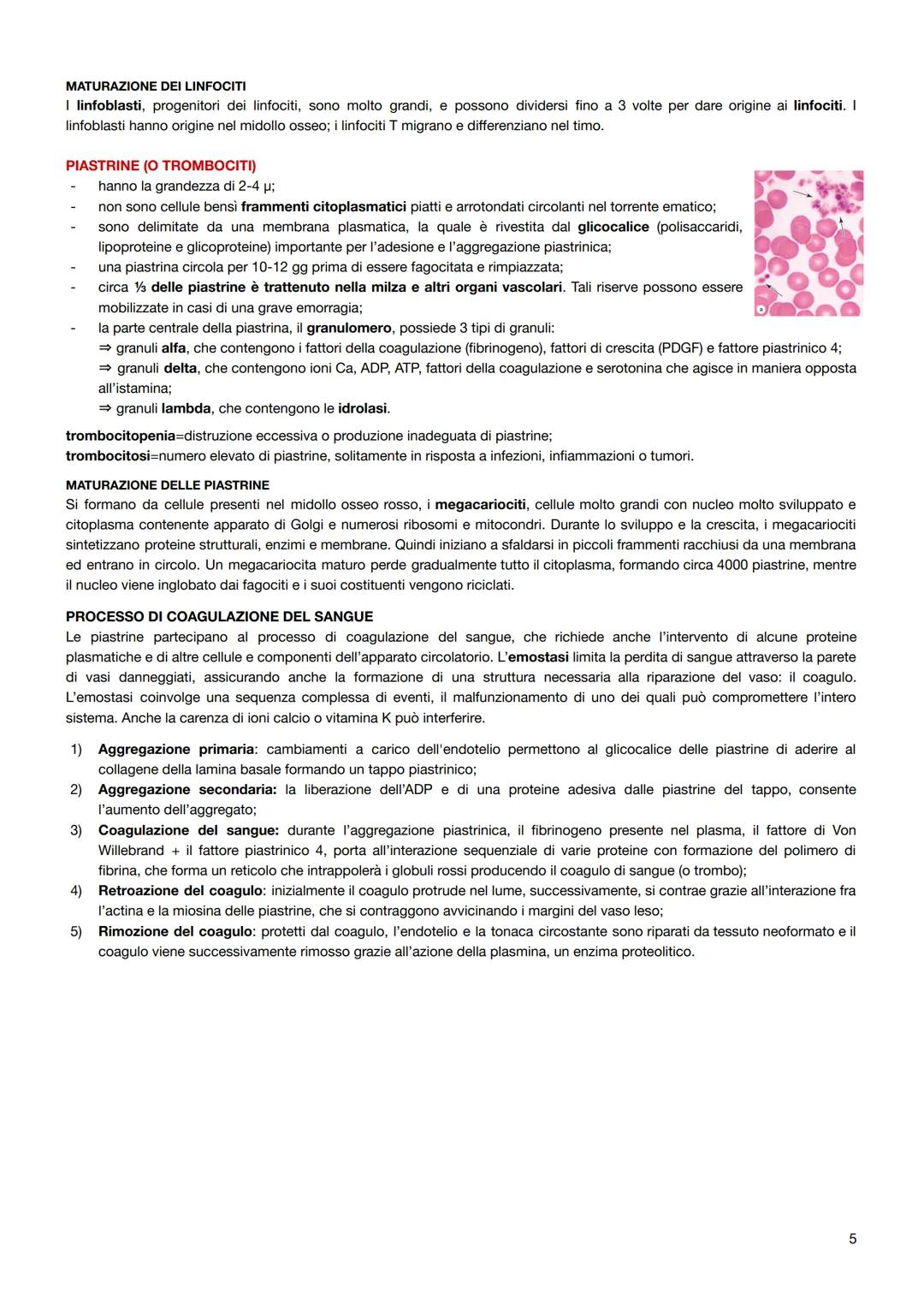 Il sangue
É un tessuto connettivo specializzato composto da:
elementi figurati: globuli rossi (eritrociti), globuli bianchi (leucociti) e pi
