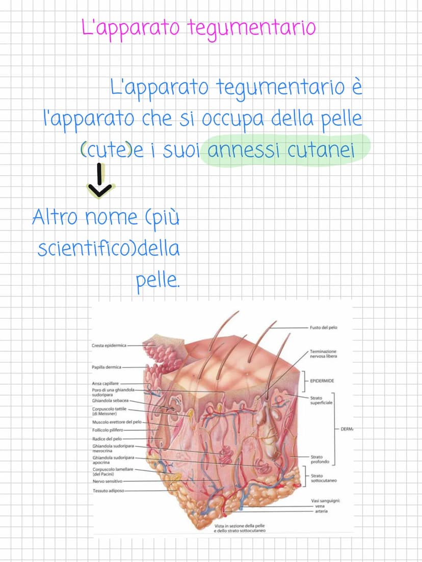 Scienze! L'apparato tegumentario
L'apparato tegumentario è
l'apparato che si occupa della pelle
(cutele i suoi annessi cutanei
↓
Altro nome 