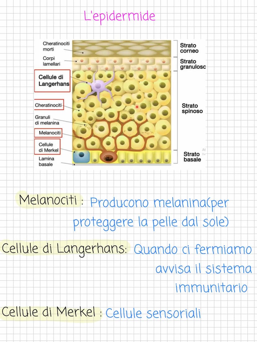 Scienze! L'apparato tegumentario
L'apparato tegumentario è
l'apparato che si occupa della pelle
(cutele i suoi annessi cutanei
↓
Altro nome 