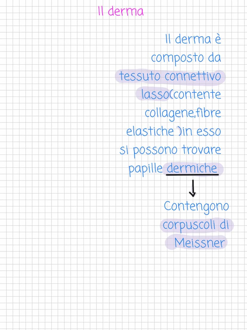 Scienze! L'apparato tegumentario
L'apparato tegumentario è
l'apparato che si occupa della pelle
(cutele i suoi annessi cutanei
↓
Altro nome 
