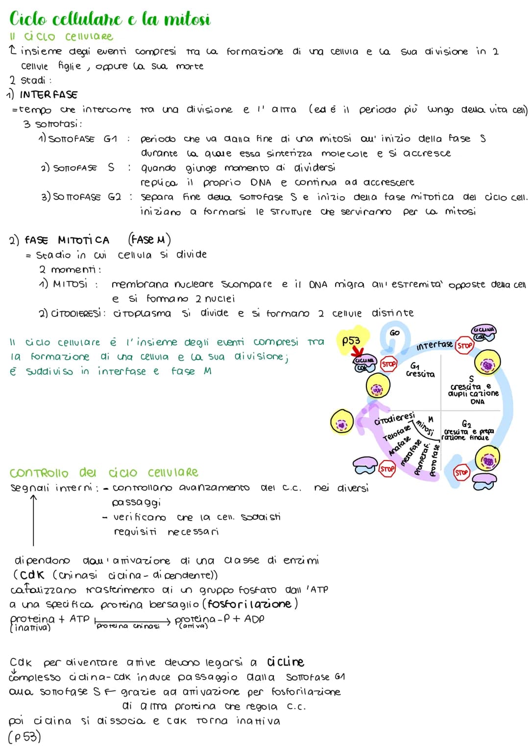 Ciclo cellulare e la mitosi
Il ciclo cellulare
2 insieme degli eventi compresi tra la formazione di una cellvia e la Sua divisione in 2
cell