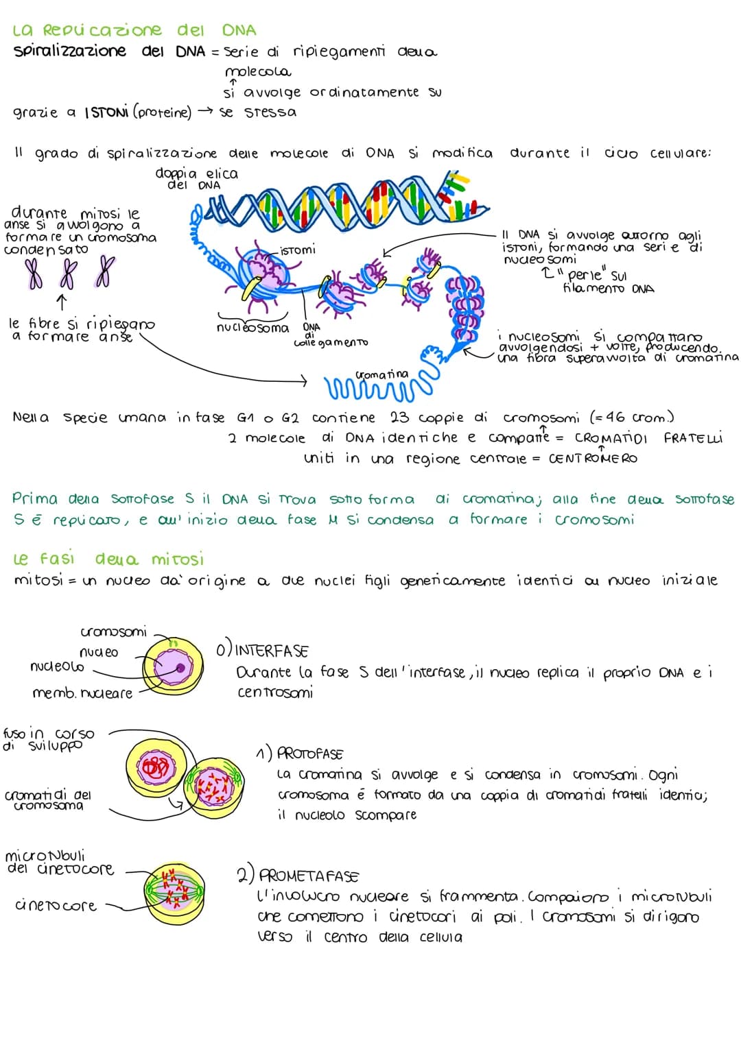 Ciclo cellulare e la mitosi
Il ciclo cellulare
2 insieme degli eventi compresi tra la formazione di una cellvia e la Sua divisione in 2
cell