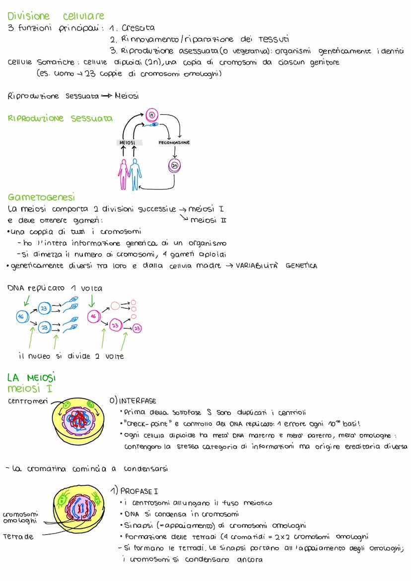 Ciclo cellulare e la mitosi
Il ciclo cellulare
2 insieme degli eventi compresi tra la formazione di una cellvia e la Sua divisione in 2
cell
