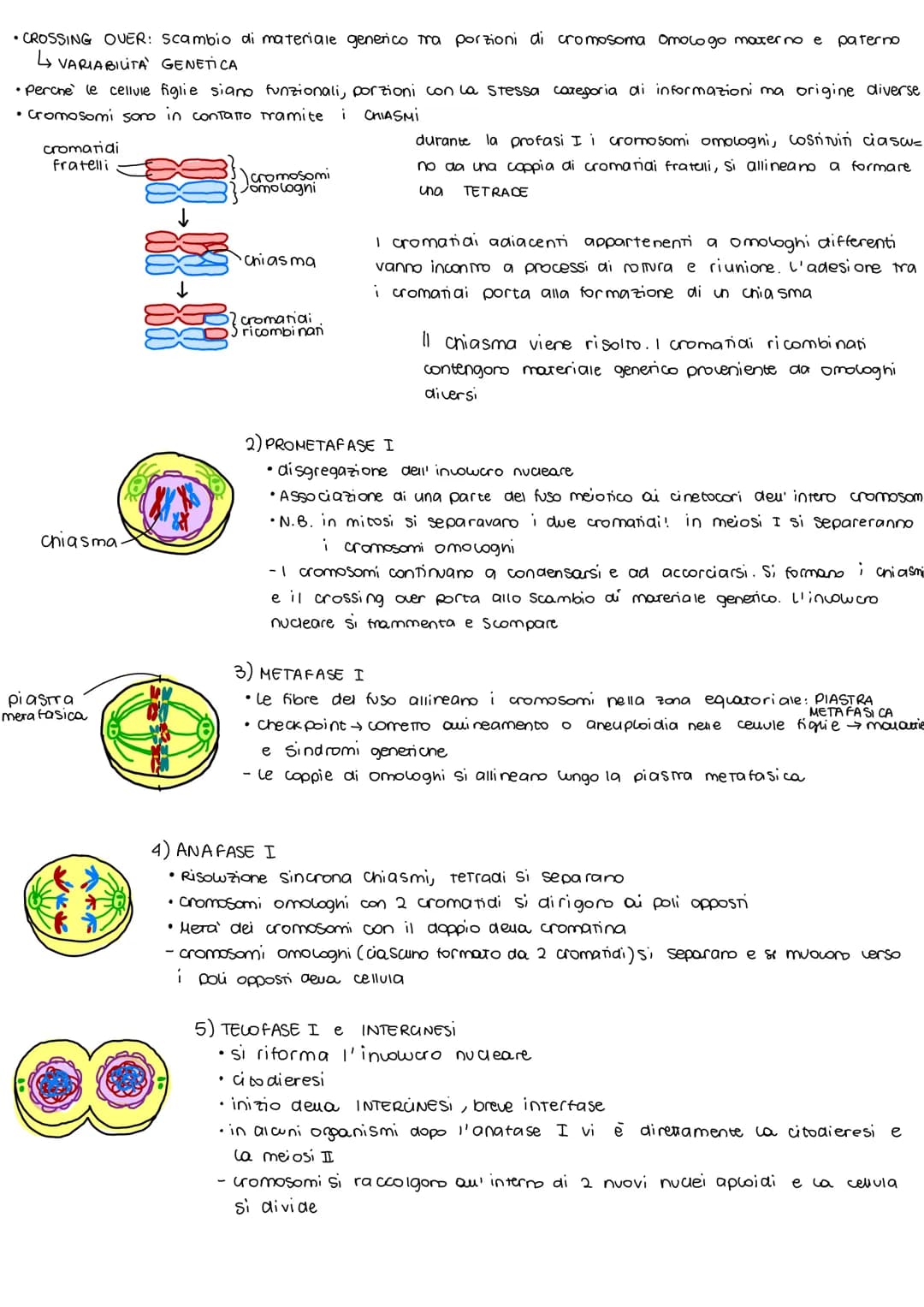 Ciclo cellulare e la mitosi
Il ciclo cellulare
2 insieme degli eventi compresi tra la formazione di una cellvia e la Sua divisione in 2
cell