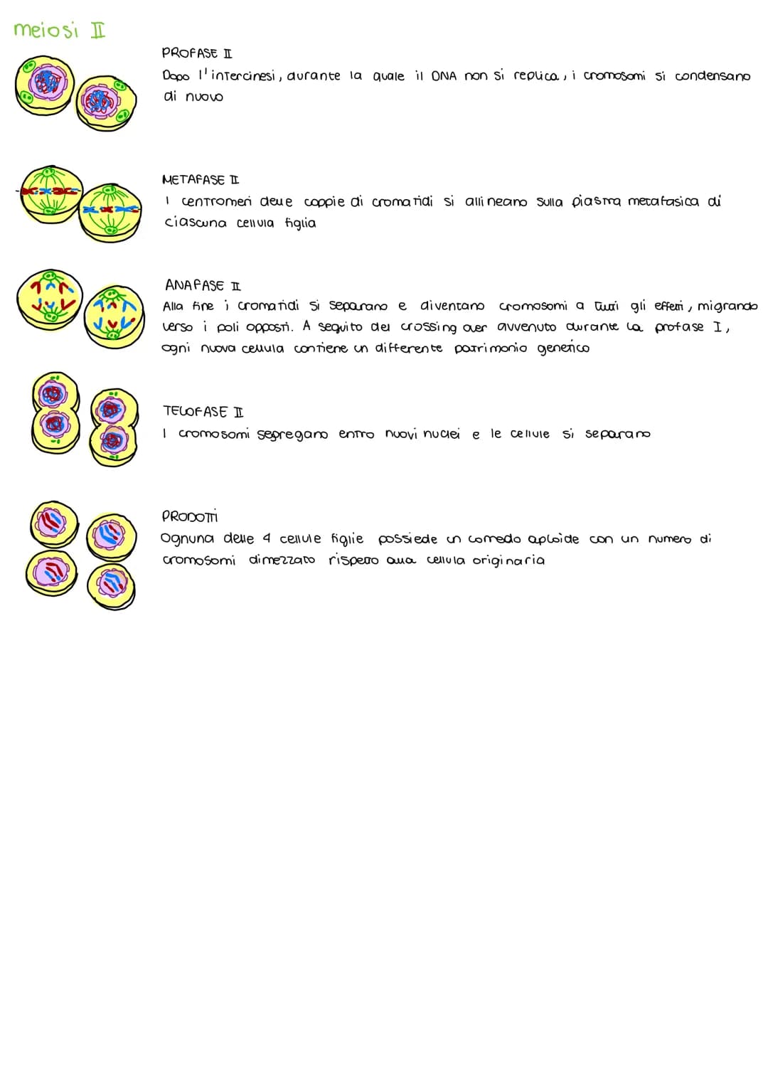 Ciclo cellulare e la mitosi
Il ciclo cellulare
2 insieme degli eventi compresi tra la formazione di una cellvia e la Sua divisione in 2
cell