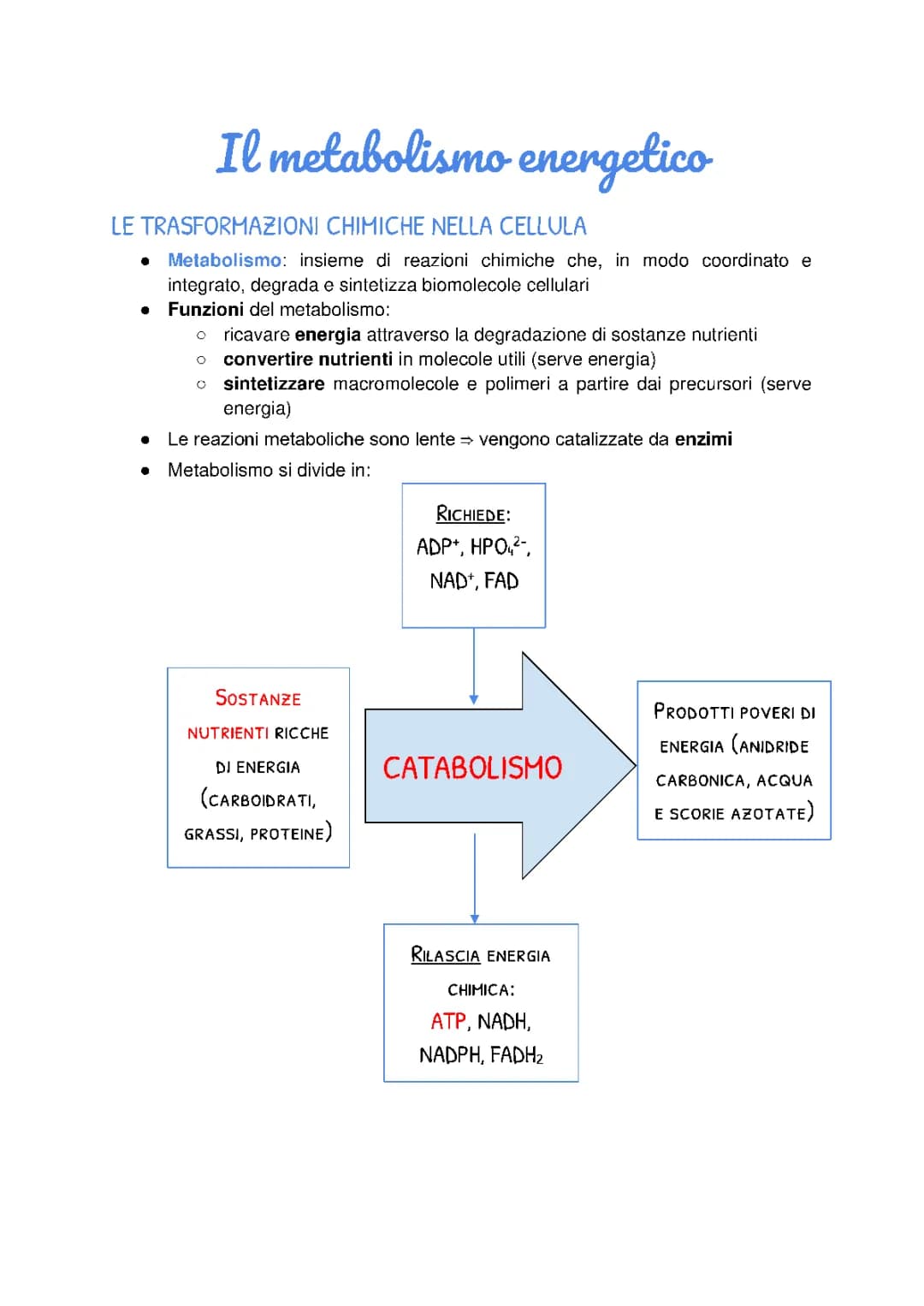 Metabolismo