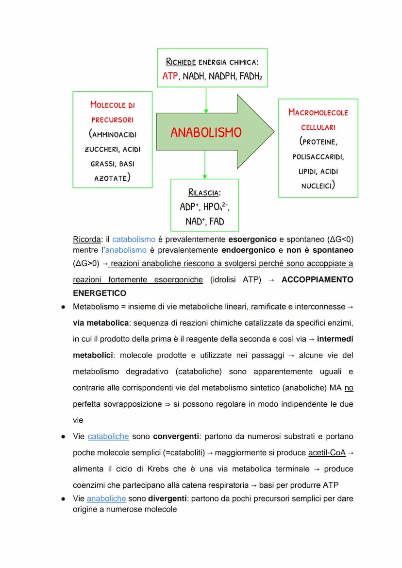 Il metabolismo energetico
LE TRASFORMAZIONI CHIMICHE NELLA CELLULA
• Metabolismo: insieme di reazioni chimiche che, in modo coordinato e
int