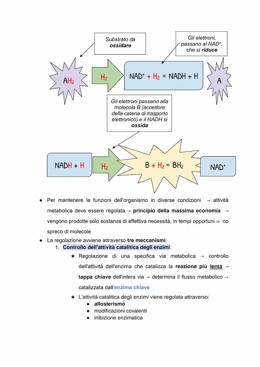 Il metabolismo energetico
LE TRASFORMAZIONI CHIMICHE NELLA CELLULA
• Metabolismo: insieme di reazioni chimiche che, in modo coordinato e
int