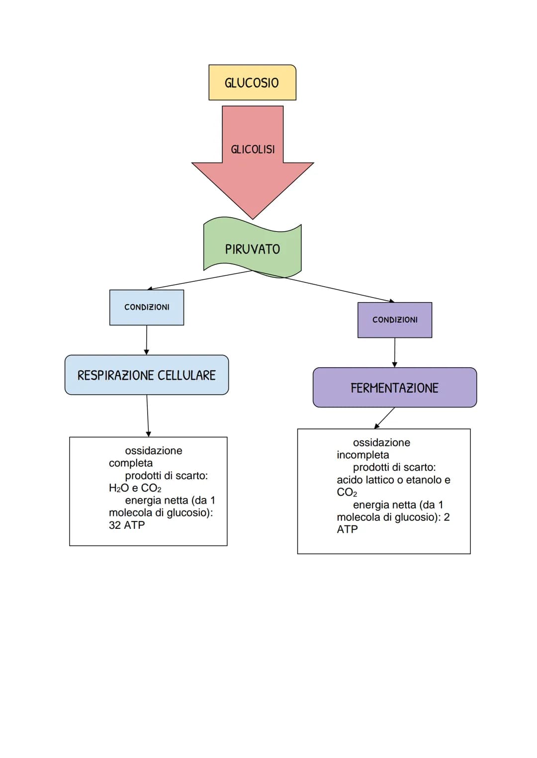 Il metabolismo energetico
LE TRASFORMAZIONI CHIMICHE NELLA CELLULA
• Metabolismo: insieme di reazioni chimiche che, in modo coordinato e
int