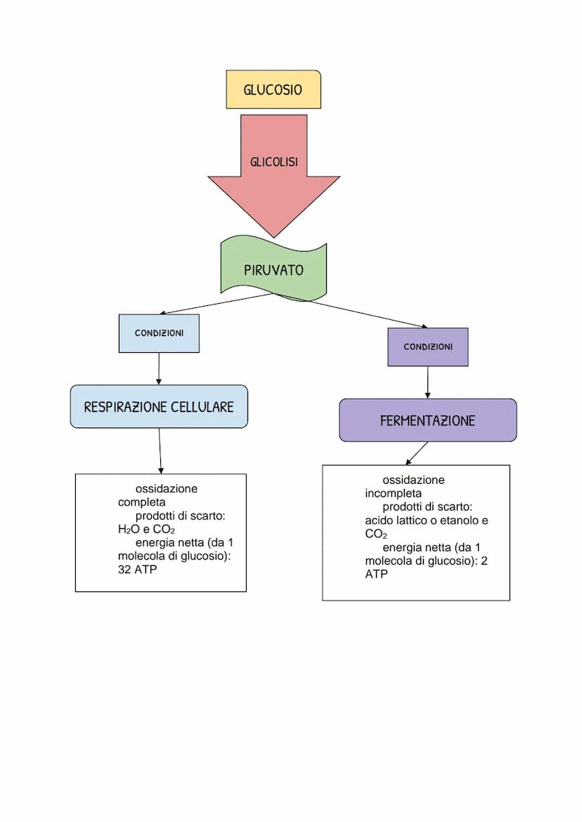 Il metabolismo energetico
LE TRASFORMAZIONI CHIMICHE NELLA CELLULA
• Metabolismo: insieme di reazioni chimiche che, in modo coordinato e
int