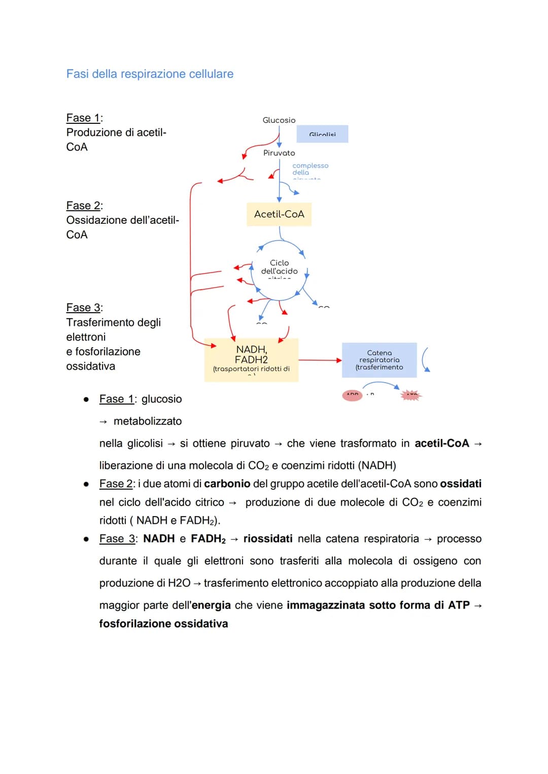 Il metabolismo energetico
LE TRASFORMAZIONI CHIMICHE NELLA CELLULA
• Metabolismo: insieme di reazioni chimiche che, in modo coordinato e
int
