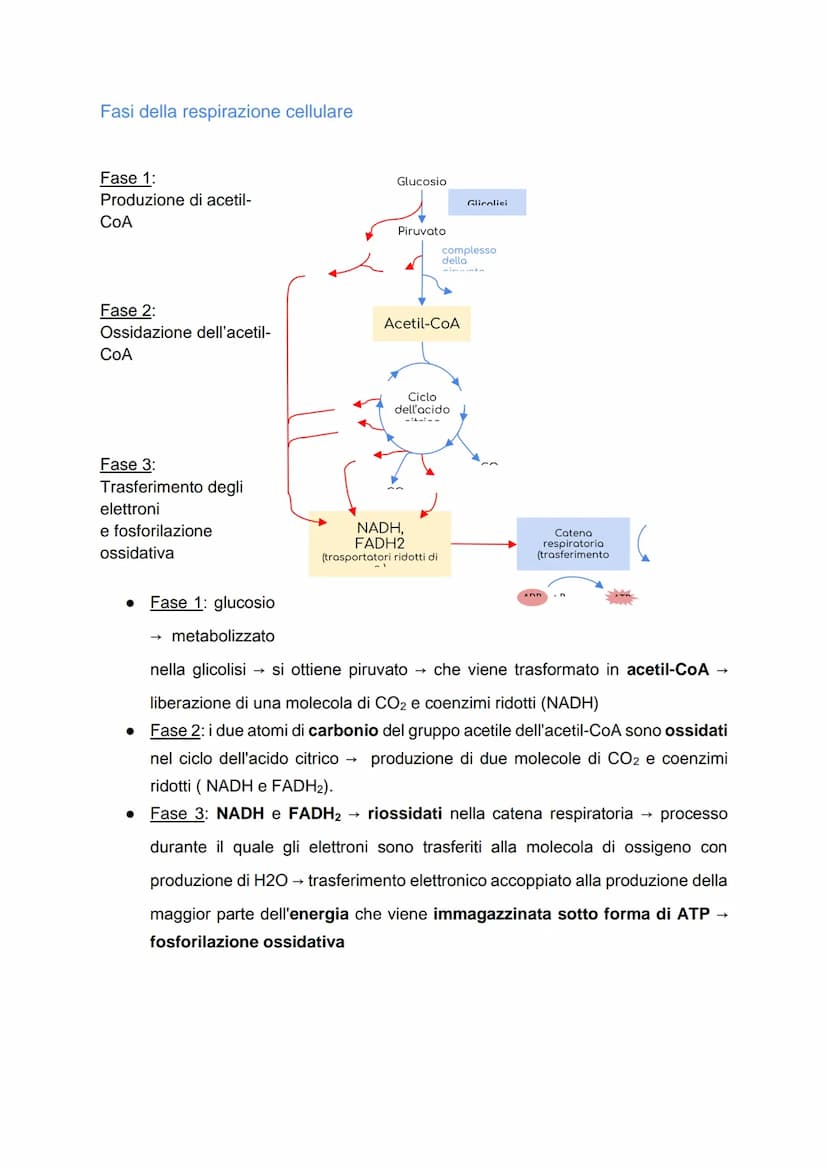 Il metabolismo energetico
LE TRASFORMAZIONI CHIMICHE NELLA CELLULA
• Metabolismo: insieme di reazioni chimiche che, in modo coordinato e
int