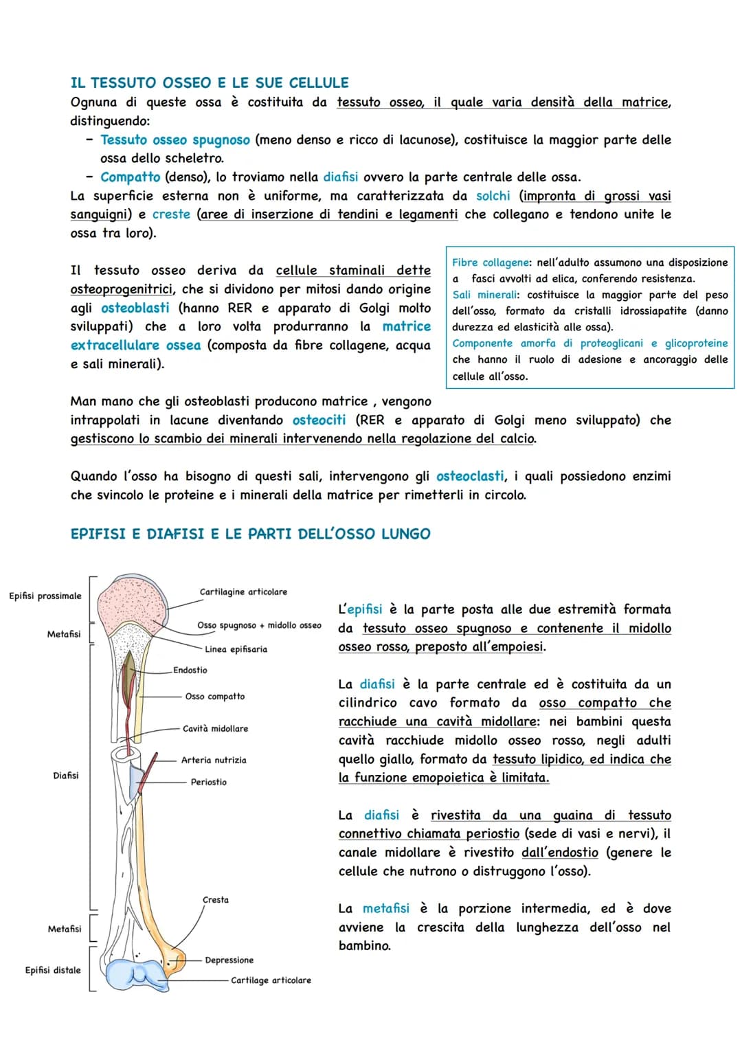 LO SCHELETRO SOSTIENE IL CORPO
Per potersi muovere e per mantenere la posizione giusta degli organi, il corpo umano ha bisogno
di una strutt