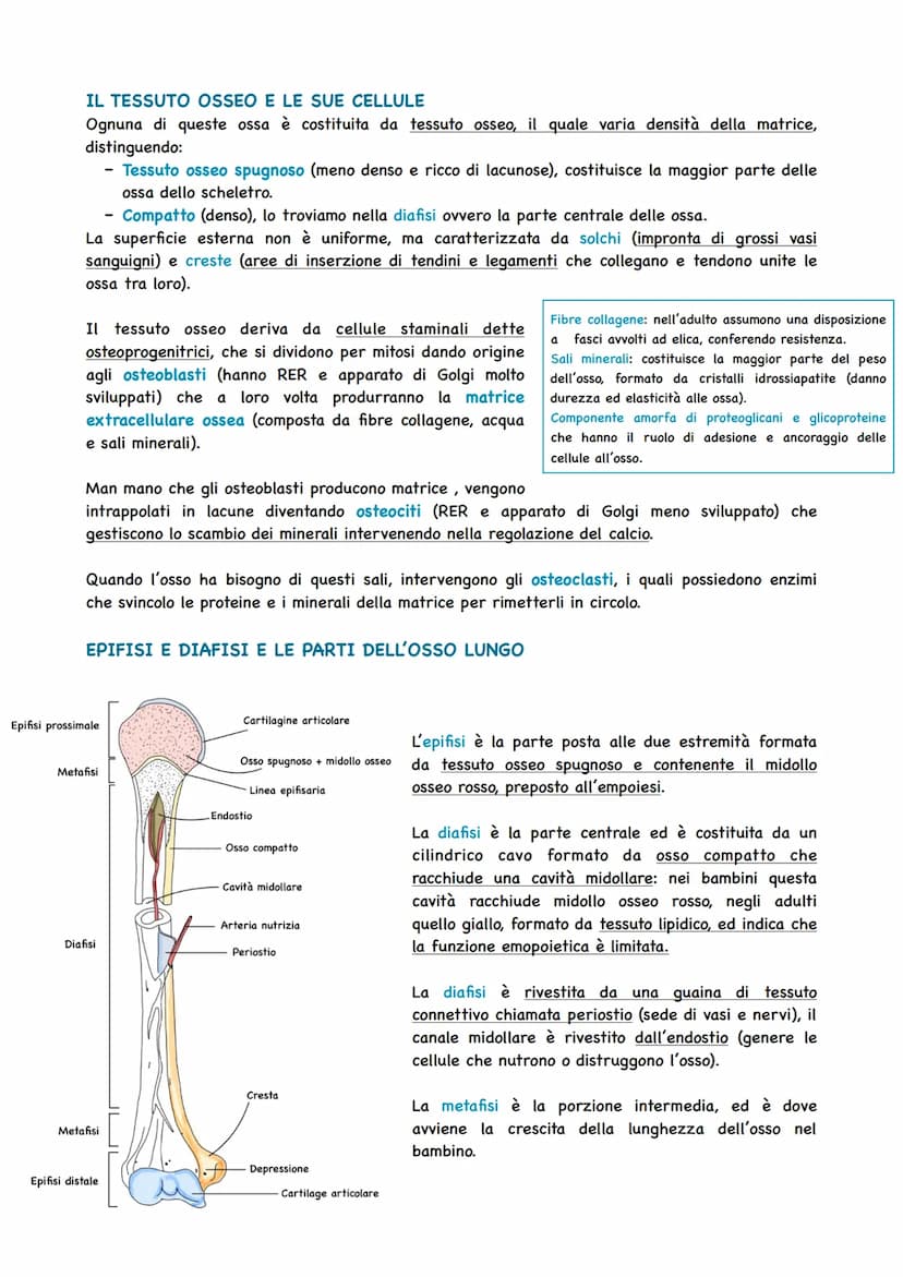 LO SCHELETRO SOSTIENE IL CORPO
Per potersi muovere e per mantenere la posizione giusta degli organi, il corpo umano ha bisogno
di una strutt