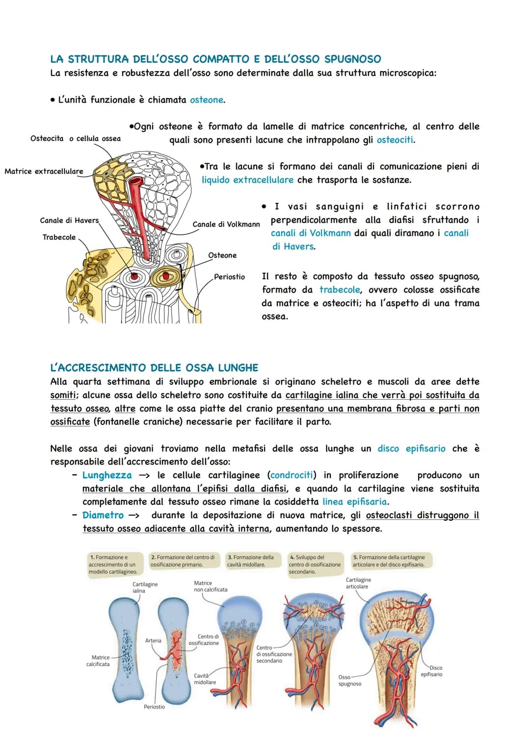 LO SCHELETRO SOSTIENE IL CORPO
Per potersi muovere e per mantenere la posizione giusta degli organi, il corpo umano ha bisogno
di una strutt
