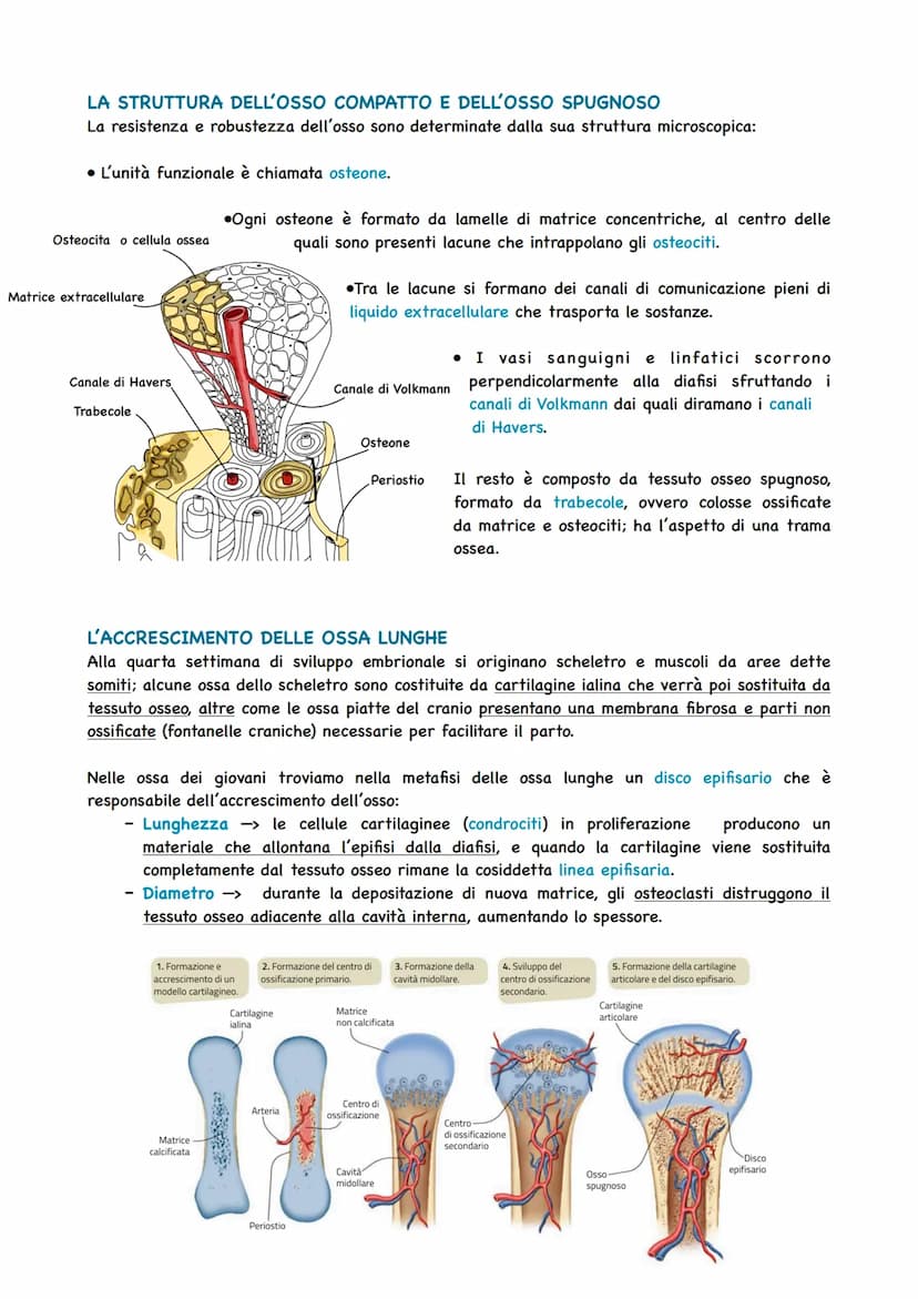 LO SCHELETRO SOSTIENE IL CORPO
Per potersi muovere e per mantenere la posizione giusta degli organi, il corpo umano ha bisogno
di una strutt