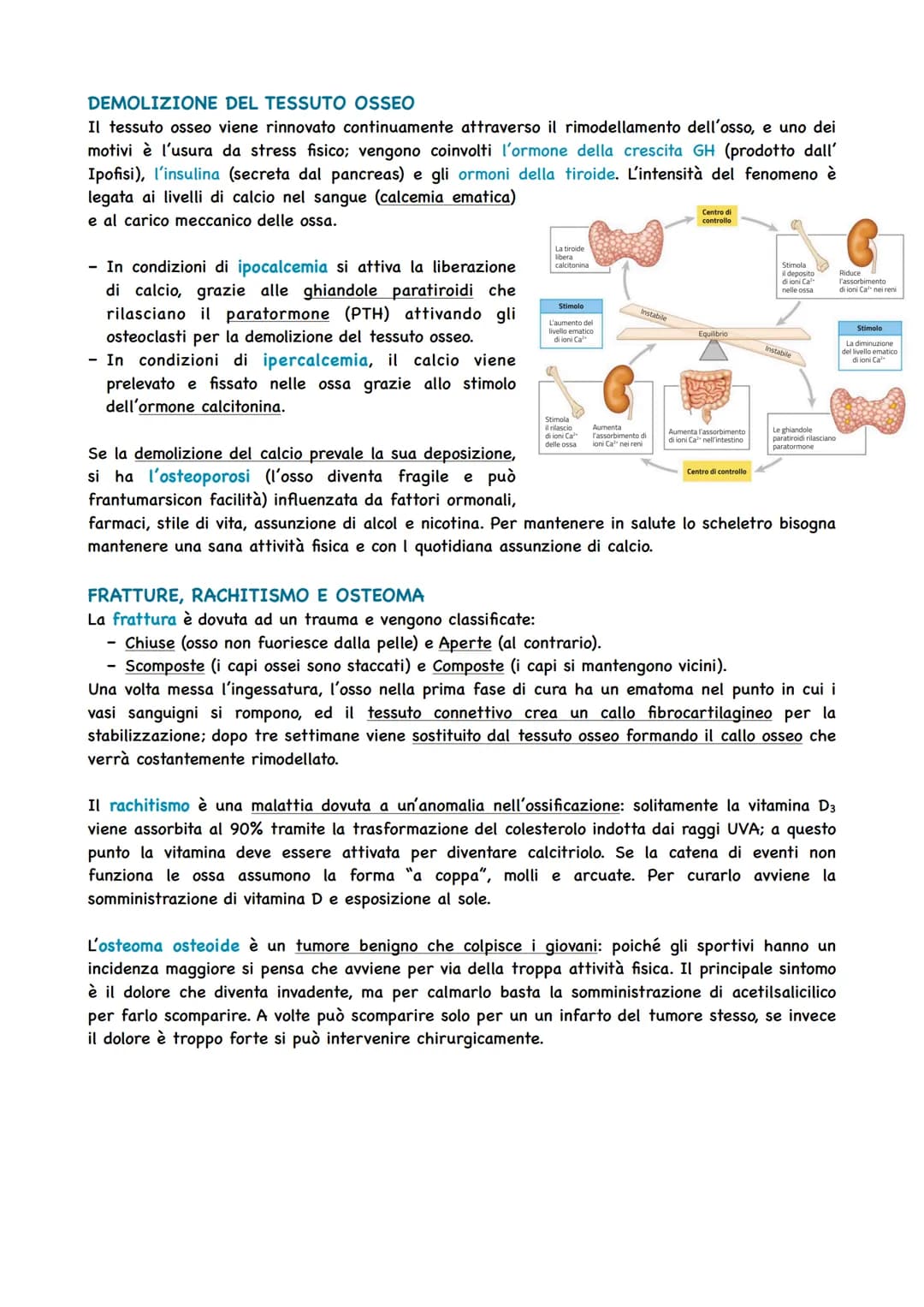 LO SCHELETRO SOSTIENE IL CORPO
Per potersi muovere e per mantenere la posizione giusta degli organi, il corpo umano ha bisogno
di una strutt
