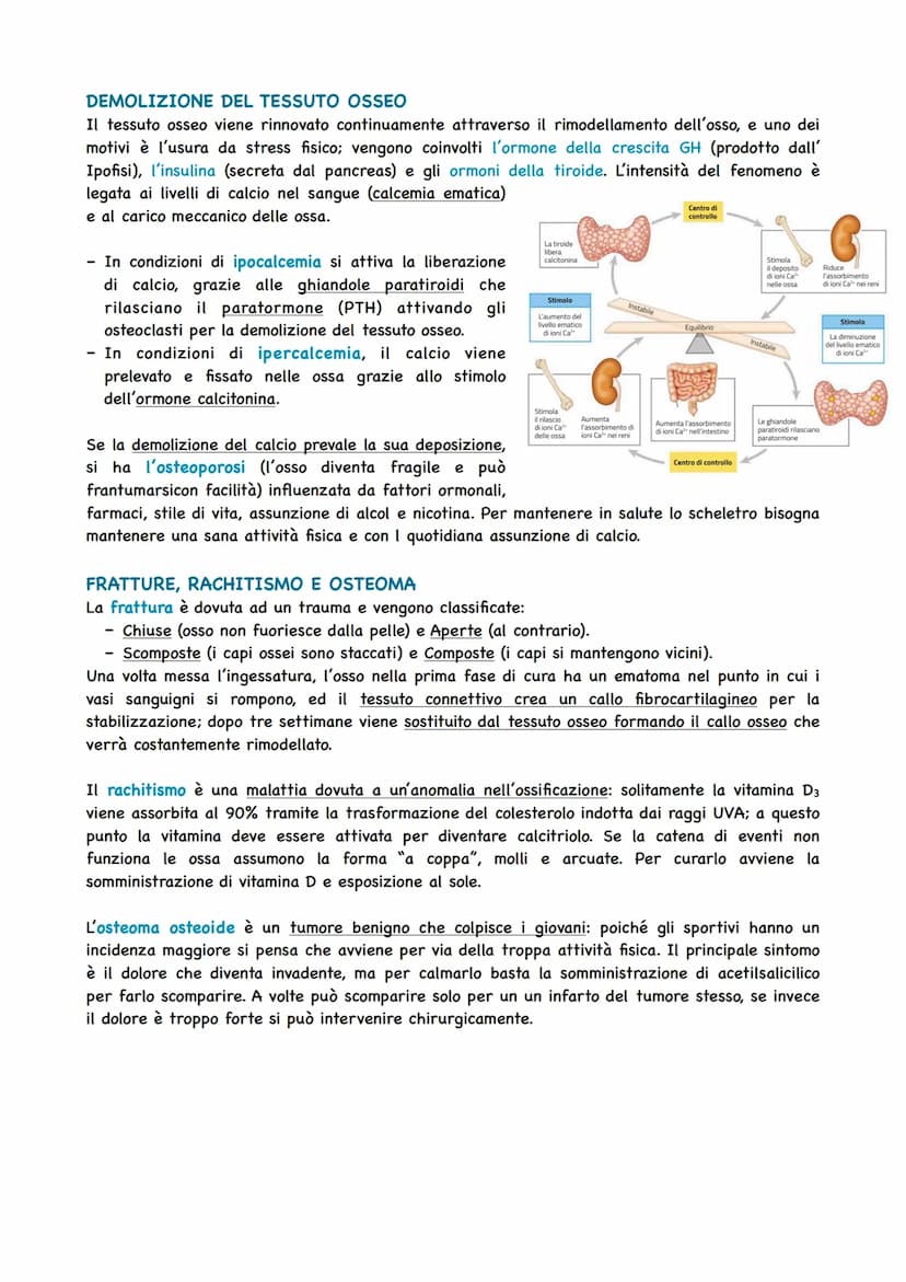 LO SCHELETRO SOSTIENE IL CORPO
Per potersi muovere e per mantenere la posizione giusta degli organi, il corpo umano ha bisogno
di una strutt