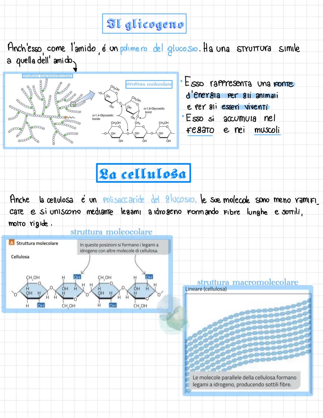  •si trovano negli esseri viventi
↑
biomolecole → carameristica principale = composti organici, cioè composti del carbonio,
• sono 4 → prote