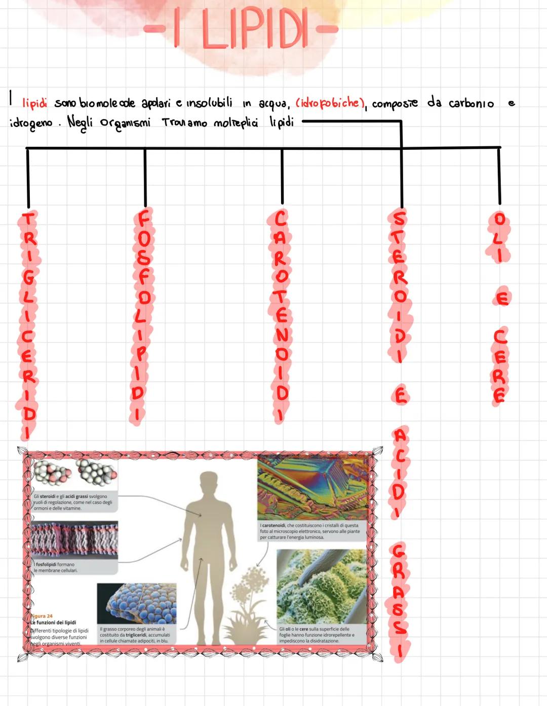  •si trovano negli esseri viventi
↑
biomolecole → carameristica principale = composti organici, cioè composti del carbonio,
• sono 4 → prote