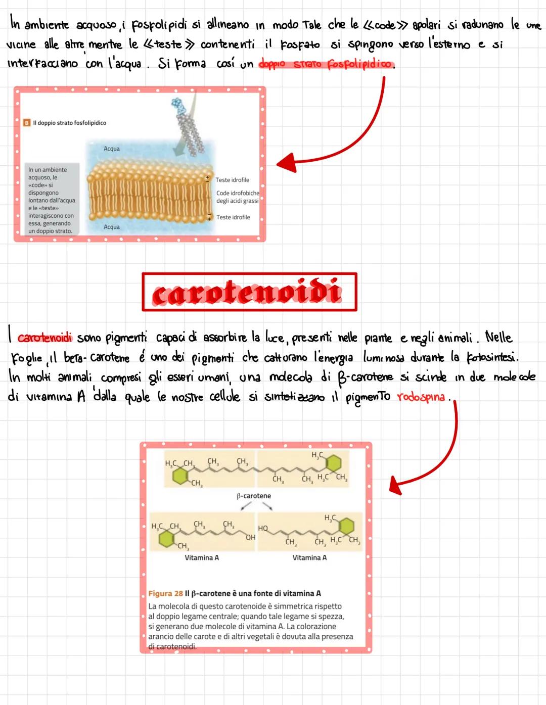  •si trovano negli esseri viventi
↑
biomolecole → carameristica principale = composti organici, cioè composti del carbonio,
• sono 4 → prote