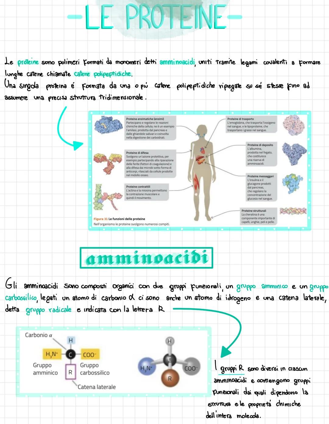  •si trovano negli esseri viventi
↑
biomolecole → carameristica principale = composti organici, cioè composti del carbonio,
• sono 4 → prote