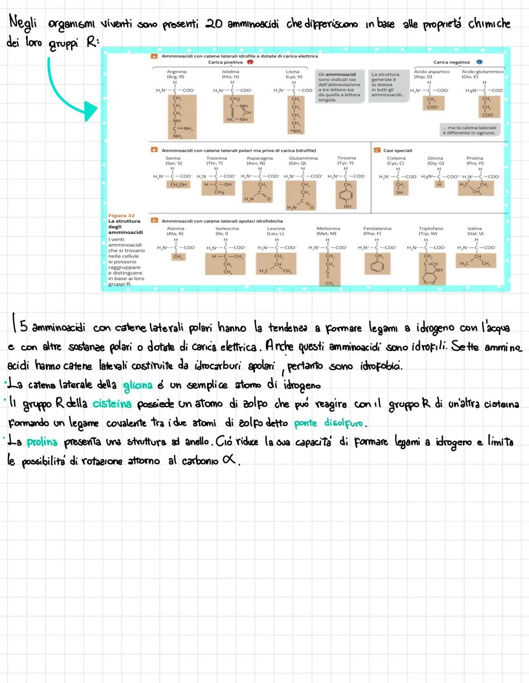  •si trovano negli esseri viventi
↑
biomolecole → carameristica principale = composti organici, cioè composti del carbonio,
• sono 4 → prote