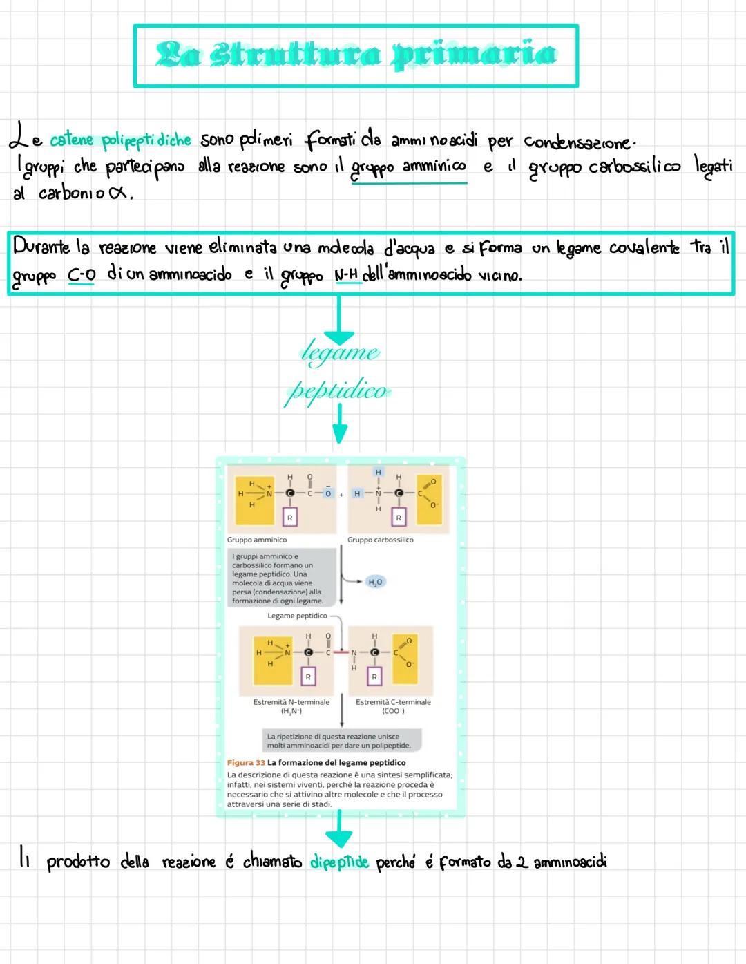  •si trovano negli esseri viventi
↑
biomolecole → carameristica principale = composti organici, cioè composti del carbonio,
• sono 4 → prote