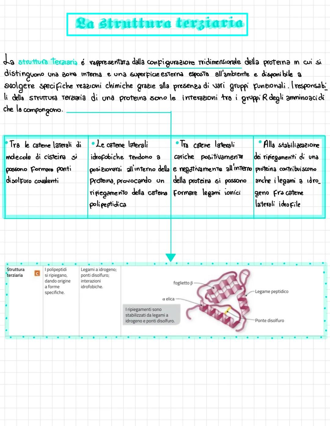  •si trovano negli esseri viventi
↑
biomolecole → carameristica principale = composti organici, cioè composti del carbonio,
• sono 4 → prote