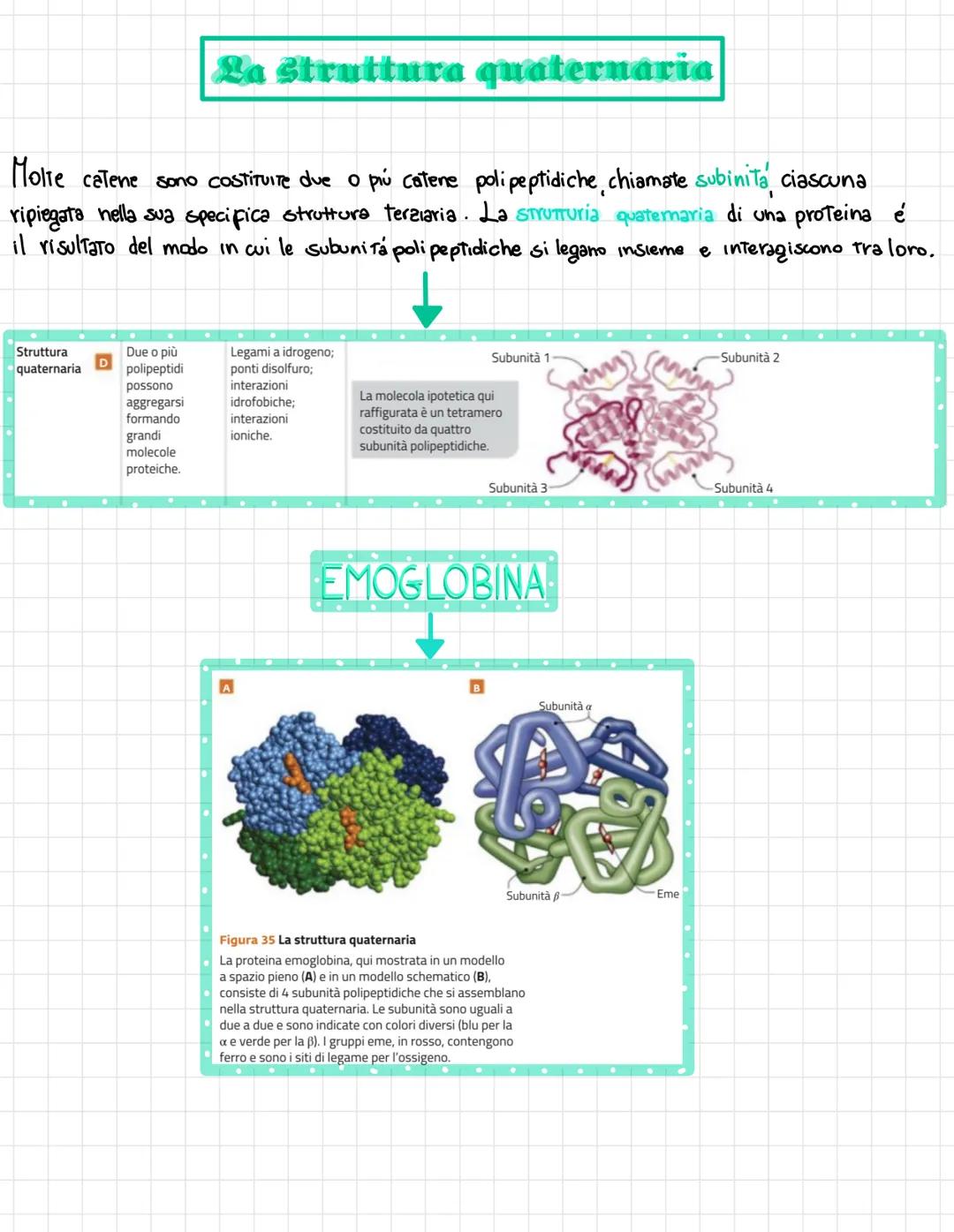  •si trovano negli esseri viventi
↑
biomolecole → carameristica principale = composti organici, cioè composti del carbonio,
• sono 4 → prote