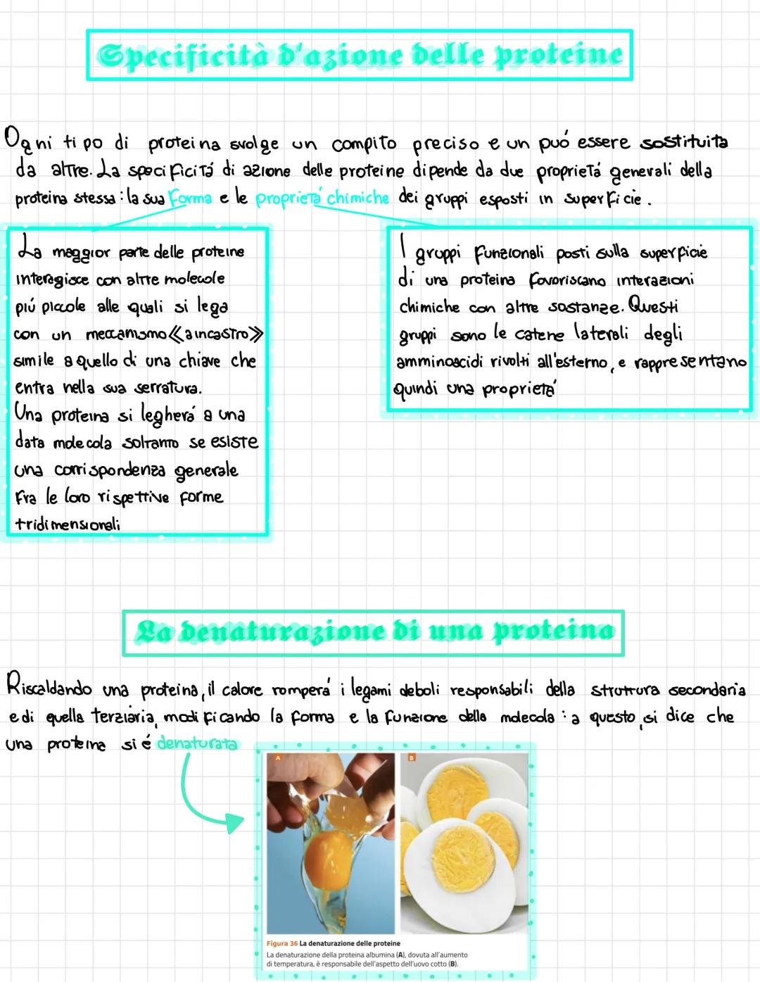  •si trovano negli esseri viventi
↑
biomolecole → carameristica principale = composti organici, cioè composti del carbonio,
• sono 4 → prote