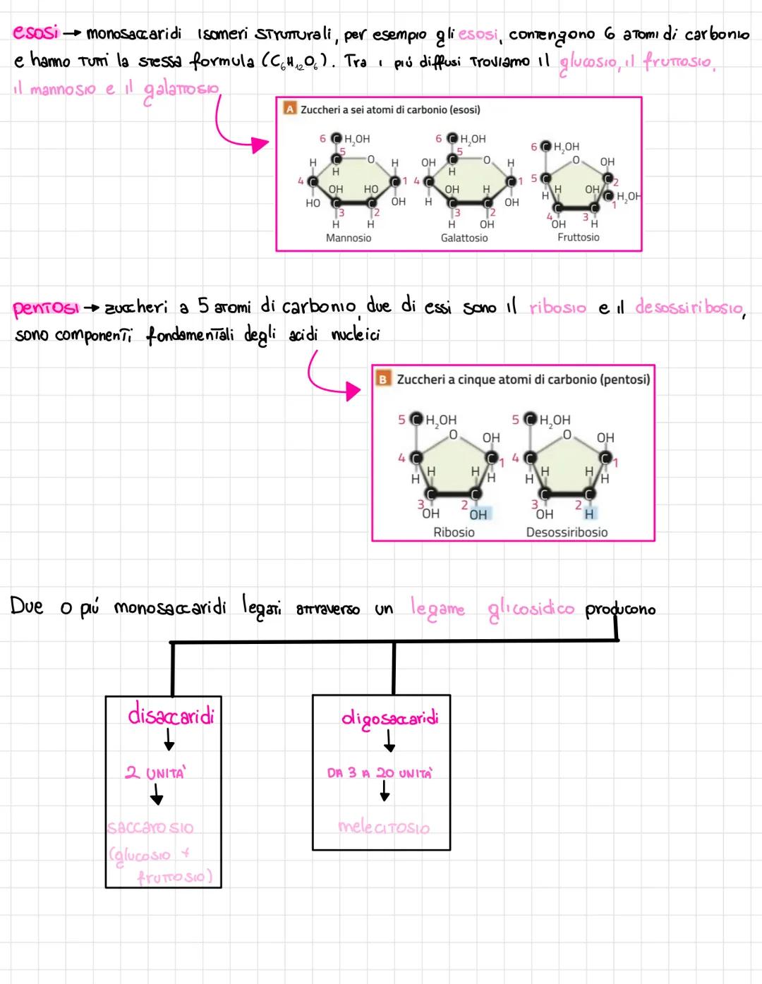  •si trovano negli esseri viventi
↑
biomolecole → carameristica principale = composti organici, cioè composti del carbonio,
• sono 4 → prote