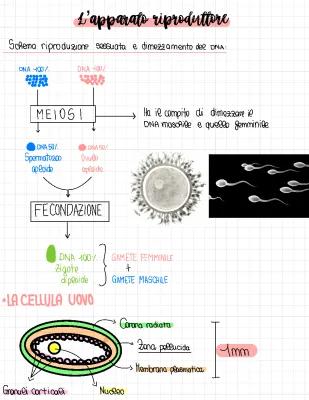 Know L’apparato riproduttore  thumbnail