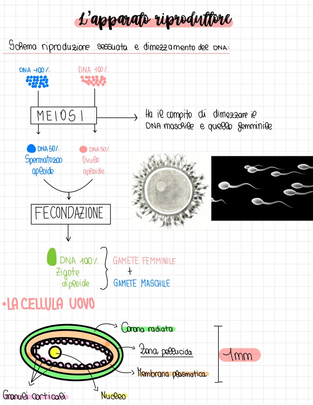 L'apparato riproduttore
Schema riproduzione sessuata e dimezzamento del DNA:
DNA 100%
MEIOSI
DNA 50%
Spermato200
aploide
DNA 100%
NA
FECONDA