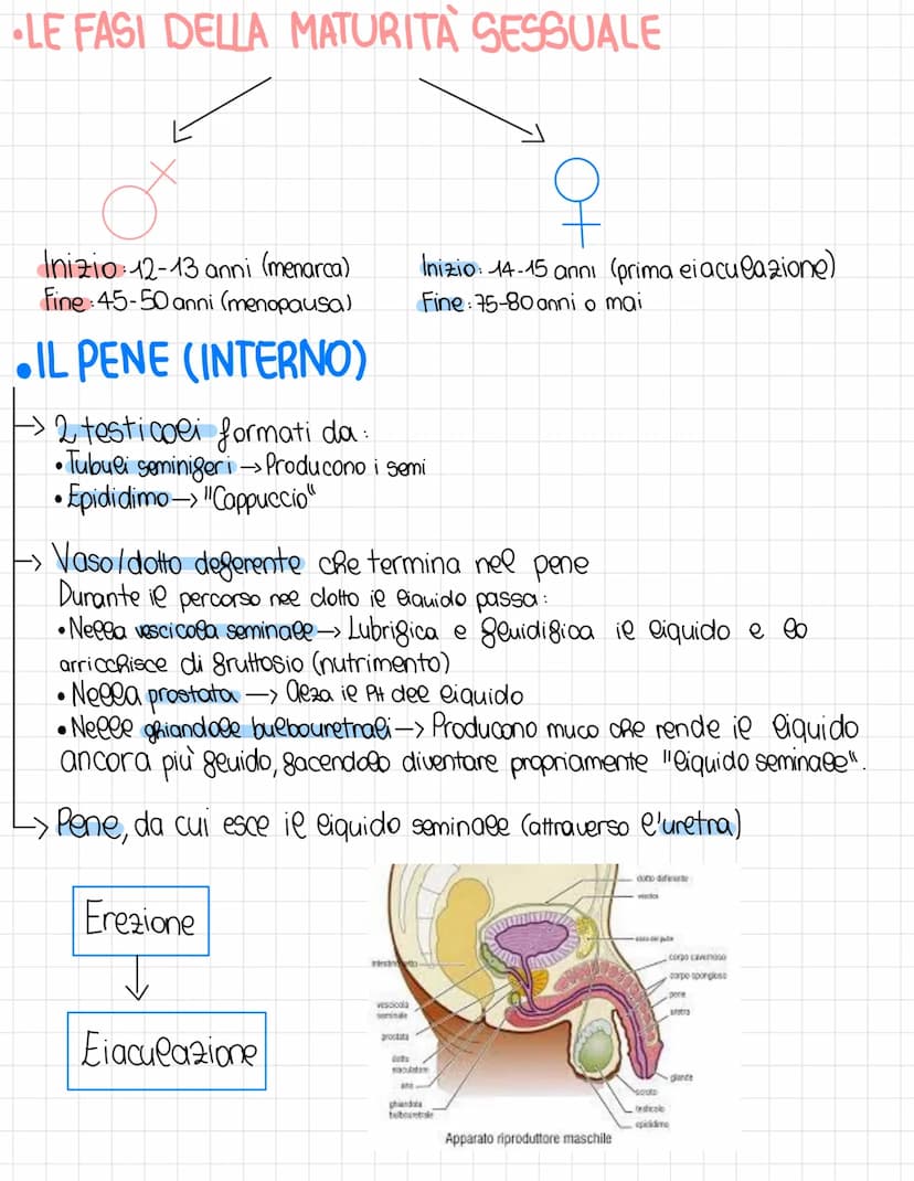 L'apparato riproduttore
Schema riproduzione sessuata e dimezzamento del DNA:
DNA 100%
MEIOSI
DNA 50%
Spermato200
aploide
DNA 100%
NA
FECONDA