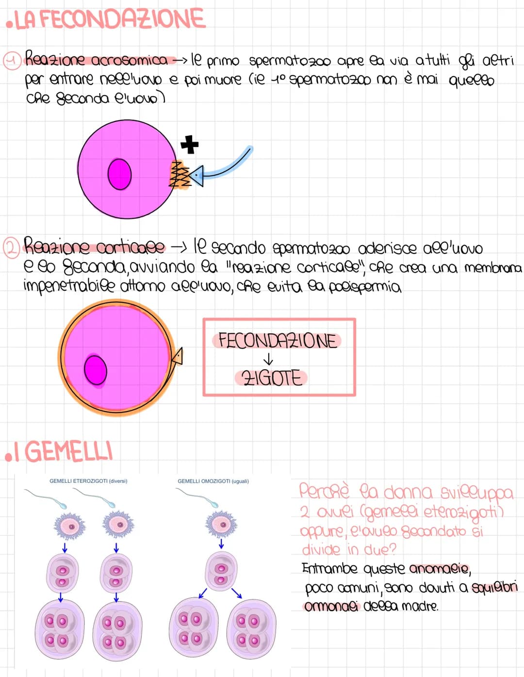Come Funziona la Riproduzione nei Mammiferi: Fasi della Maturità Sessuale e Gemelli