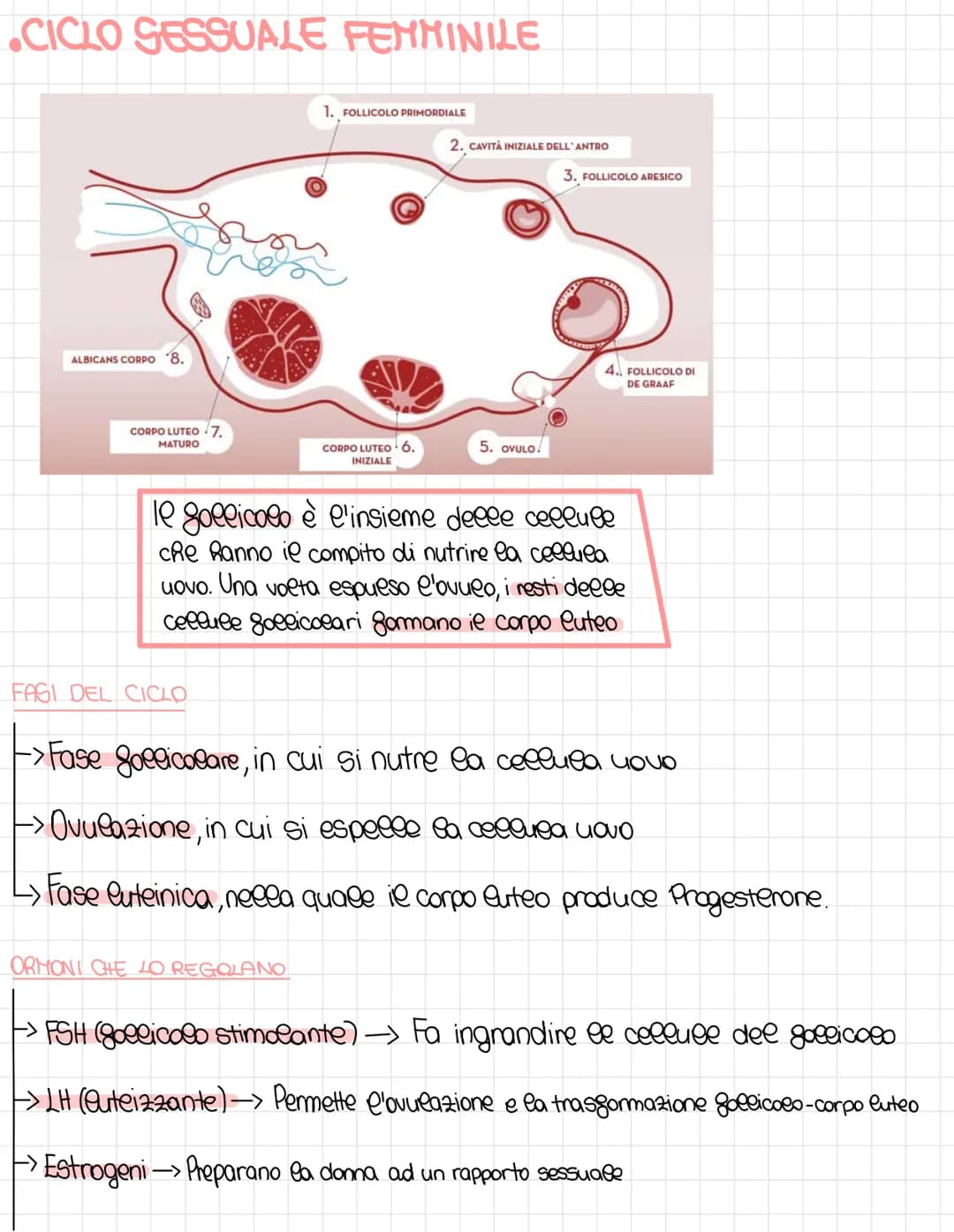 Come Funziona la Riproduzione nei Mammiferi: Fasi della Maturità Sessuale e Gemelli