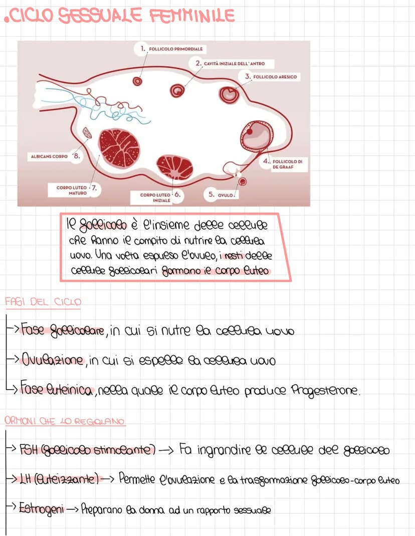 L'apparato riproduttore
Schema riproduzione sessuata e dimezzamento del DNA:
DNA 100%
MEIOSI
DNA 50%
Spermato200
aploide
DNA 100%
NA
FECONDA