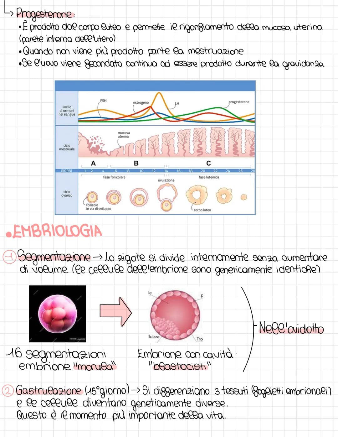 L'apparato riproduttore
Schema riproduzione sessuata e dimezzamento del DNA:
DNA 100%
MEIOSI
DNA 50%
Spermato200
aploide
DNA 100%
NA
FECONDA