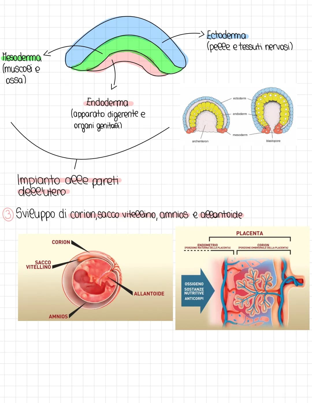 L'apparato riproduttore
Schema riproduzione sessuata e dimezzamento del DNA:
DNA 100%
MEIOSI
DNA 50%
Spermato200
aploide
DNA 100%
NA
FECONDA