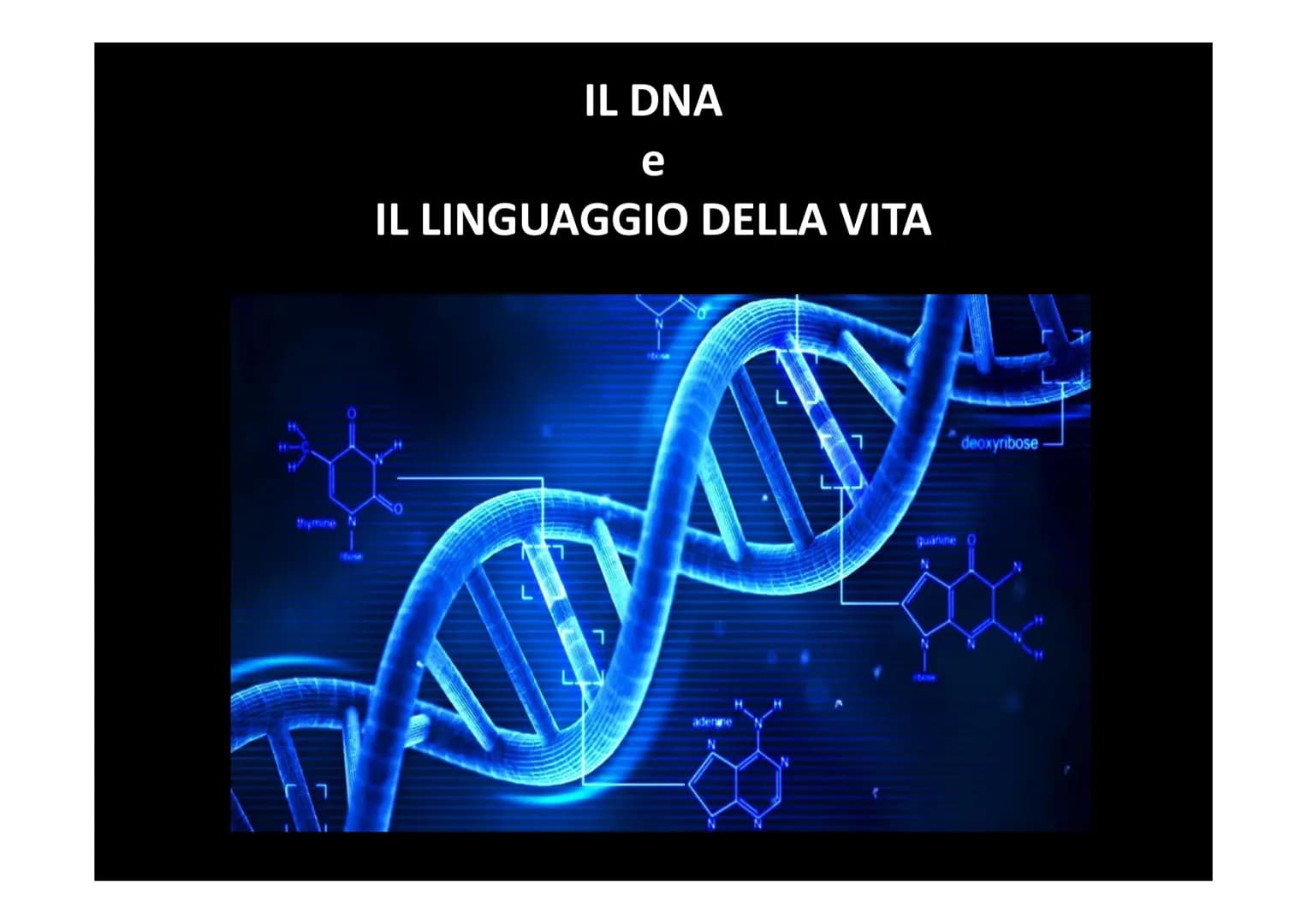 IL DNA
e
IL LINGUAGGIO DELLA VITA
H-C
V
aderne
N
deoxyribose
quanine O
The CO₂H
La biologia moderna ha avuto origine con la
scoperta della s