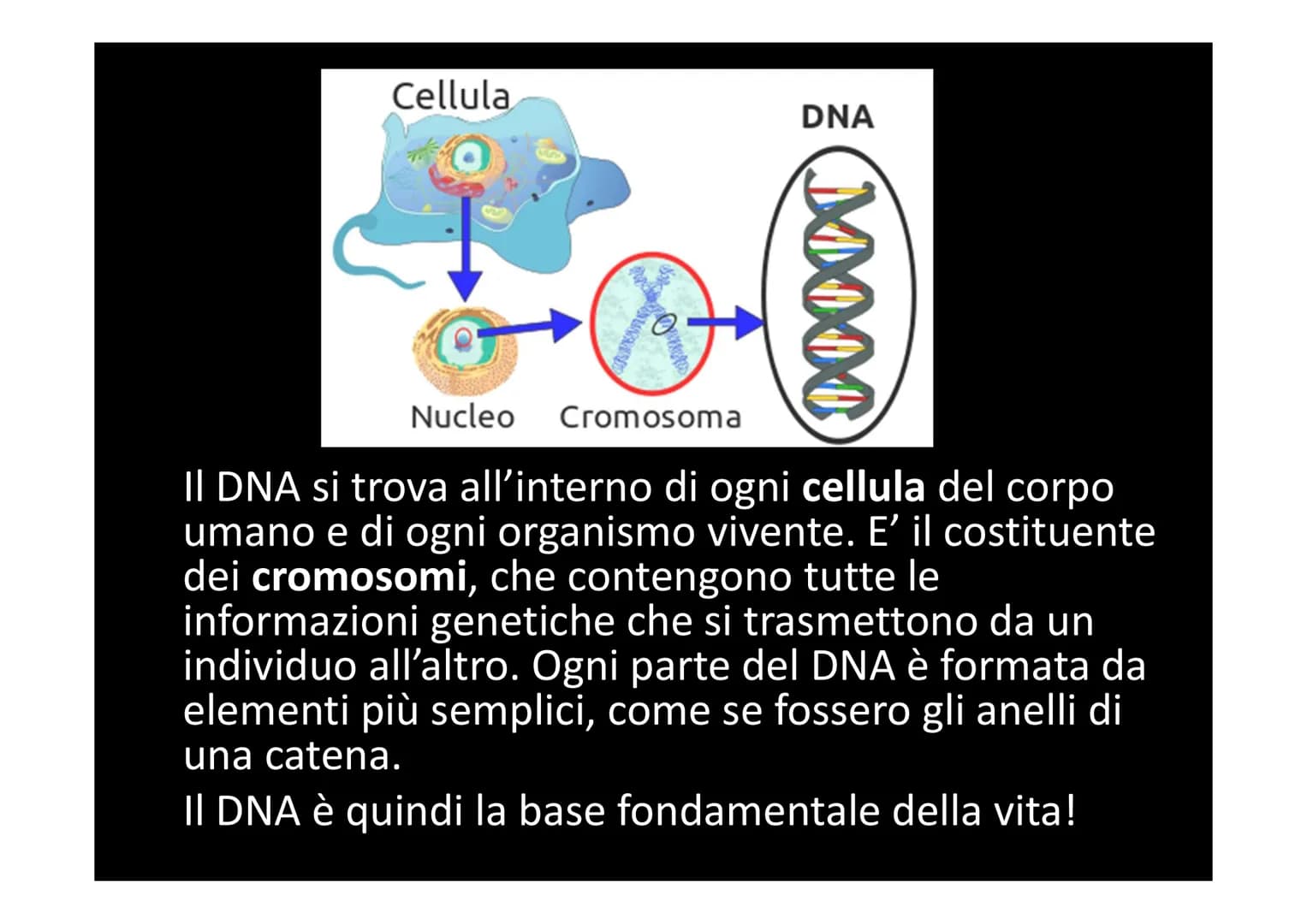 IL DNA
e
IL LINGUAGGIO DELLA VITA
H-C
V
aderne
N
deoxyribose
quanine O
The CO₂H
La biologia moderna ha avuto origine con la
scoperta della s