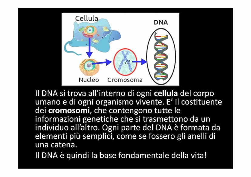 IL DNA
e
IL LINGUAGGIO DELLA VITA
H-C
V
aderne
N
deoxyribose
quanine O
The CO₂H
La biologia moderna ha avuto origine con la
scoperta della s