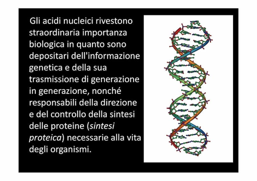 IL DNA
e
IL LINGUAGGIO DELLA VITA
H-C
V
aderne
N
deoxyribose
quanine O
The CO₂H
La biologia moderna ha avuto origine con la
scoperta della s