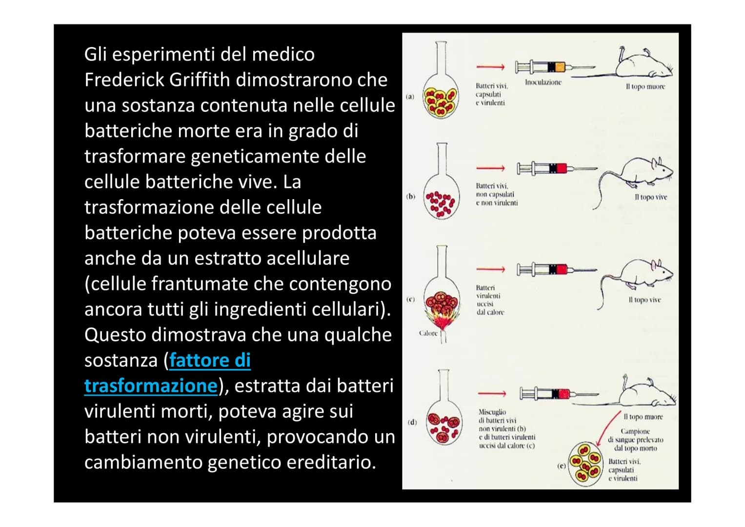 IL DNA
e
IL LINGUAGGIO DELLA VITA
H-C
V
aderne
N
deoxyribose
quanine O
The CO₂H
La biologia moderna ha avuto origine con la
scoperta della s