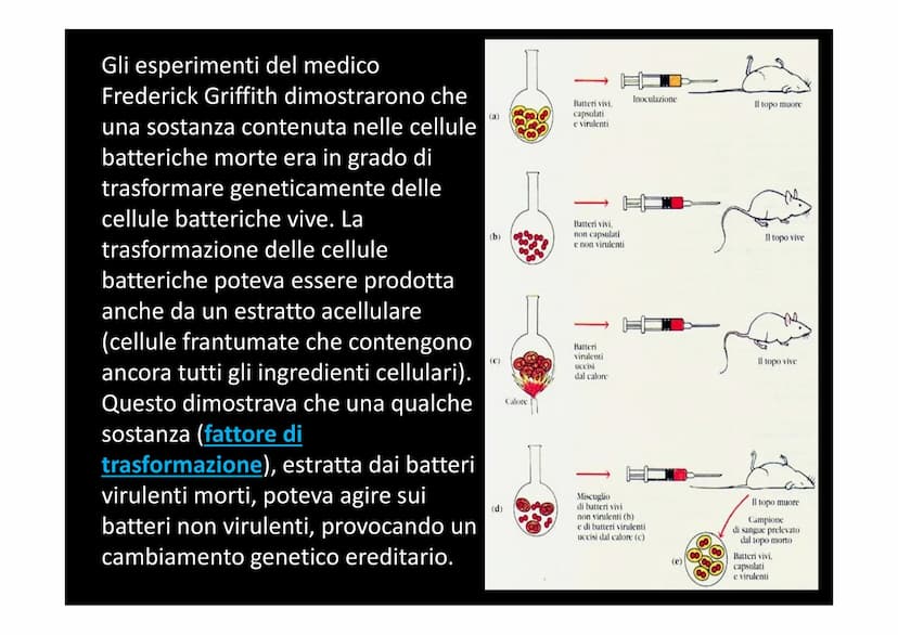 IL DNA
e
IL LINGUAGGIO DELLA VITA
H-C
V
aderne
N
deoxyribose
quanine O
The CO₂H
La biologia moderna ha avuto origine con la
scoperta della s
