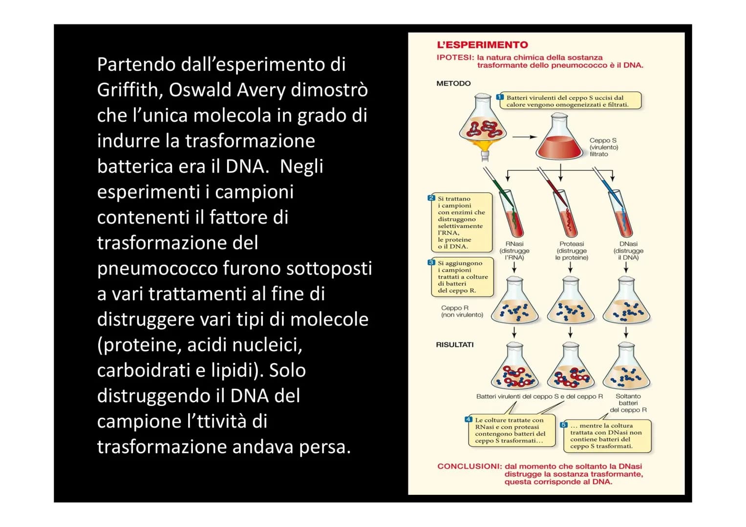 IL DNA
e
IL LINGUAGGIO DELLA VITA
H-C
V
aderne
N
deoxyribose
quanine O
The CO₂H
La biologia moderna ha avuto origine con la
scoperta della s